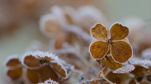 Preview wallpaper flower, frost, macro