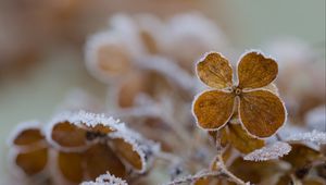 Preview wallpaper flower, frost, macro