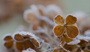 Preview wallpaper flower, frost, macro