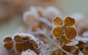 Preview wallpaper flower, frost, macro