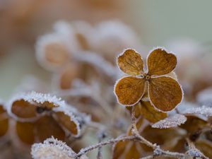 Preview wallpaper flower, frost, macro
