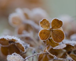 Preview wallpaper flower, frost, macro