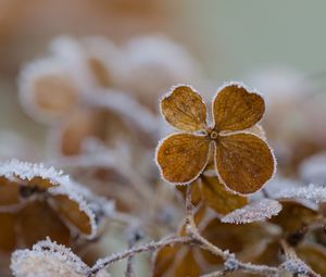 Preview wallpaper flower, frost, macro