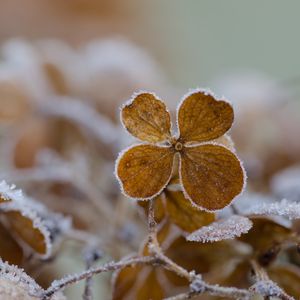 Preview wallpaper flower, frost, macro