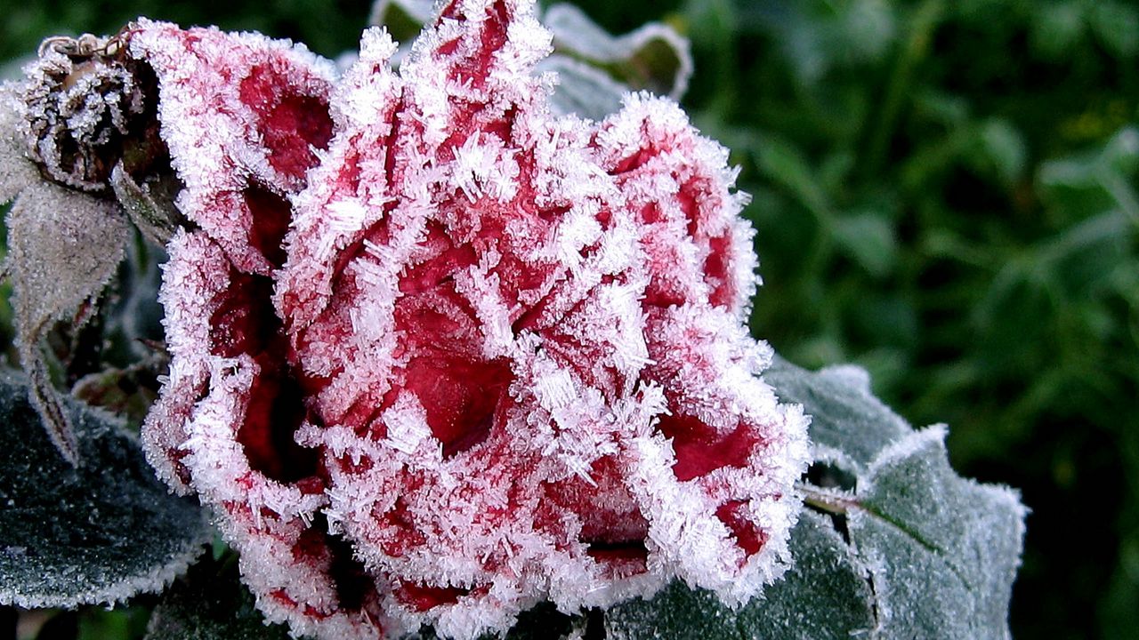 Wallpaper flower, garden, frost, hoarfrost, ice, autumn