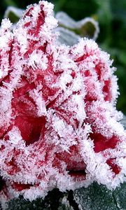 Preview wallpaper flower, garden, frost, hoarfrost, ice, autumn