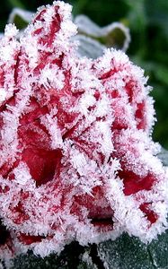 Preview wallpaper flower, garden, frost, hoarfrost, ice, autumn