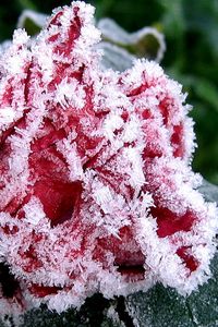 Preview wallpaper flower, garden, frost, hoarfrost, ice, autumn