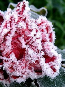 Preview wallpaper flower, garden, frost, hoarfrost, ice, autumn