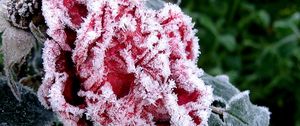 Preview wallpaper flower, garden, frost, hoarfrost, ice, autumn