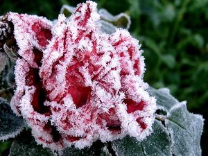 Preview wallpaper flower, garden, frost, hoarfrost, ice, autumn