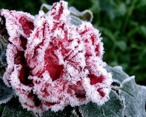 Preview wallpaper flower, garden, frost, hoarfrost, ice, autumn