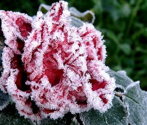 Preview wallpaper flower, garden, frost, hoarfrost, ice, autumn