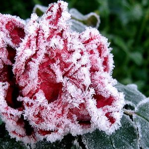 Preview wallpaper flower, garden, frost, hoarfrost, ice, autumn