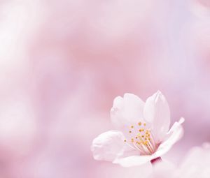 Preview wallpaper flower, glare, blurred, bloom, spring