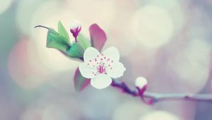 Preview wallpaper flower, glare, branch, blossom