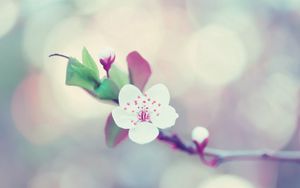 Preview wallpaper flower, glare, branch, blossom