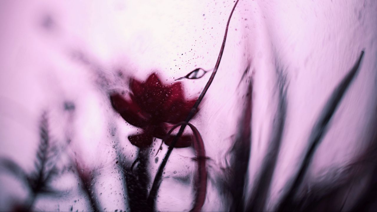 Wallpaper flower, glass, blur