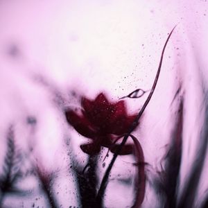 Preview wallpaper flower, glass, blur