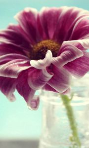 Preview wallpaper flower, glass, water, petals