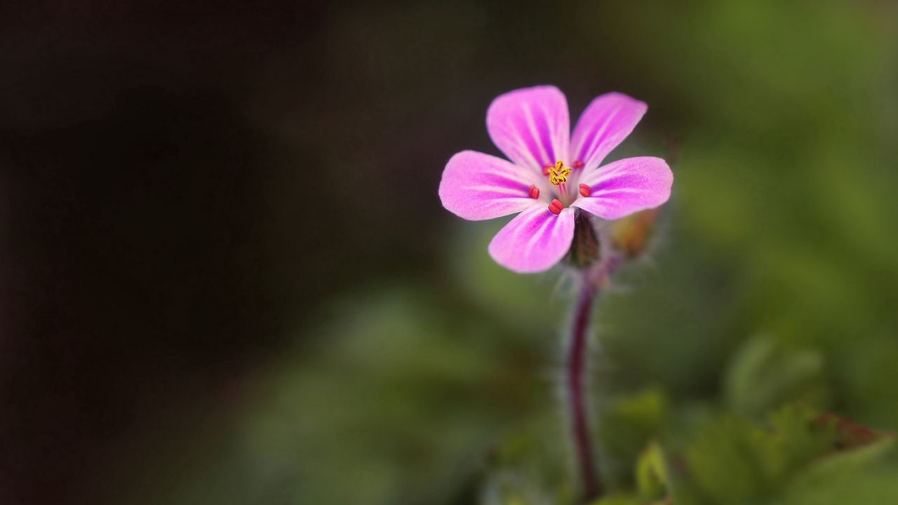 Wallpaper flower, grass, background, bright