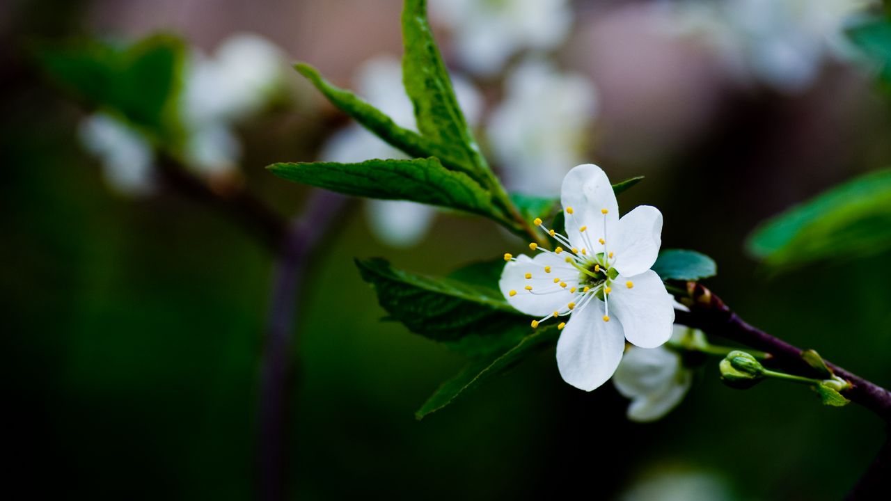 Wallpaper flower, grass, blooming, spring