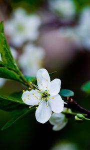 Preview wallpaper flower, grass, blooming, spring