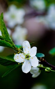 Preview wallpaper flower, grass, blooming, spring