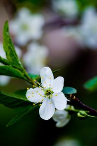 Preview wallpaper flower, grass, blooming, spring