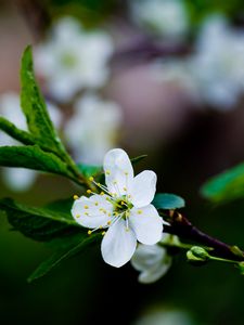 Preview wallpaper flower, grass, blooming, spring