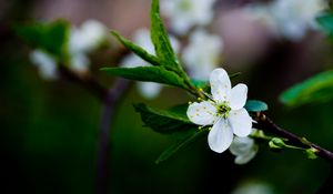 Preview wallpaper flower, grass, blooming, spring