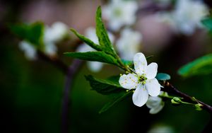 Preview wallpaper flower, grass, blooming, spring