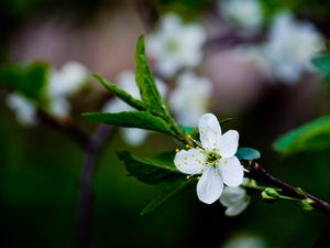 Preview wallpaper flower, grass, blooming, spring