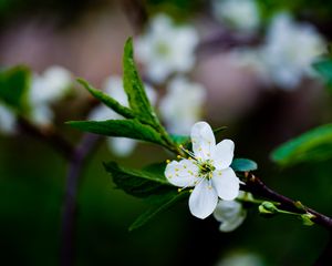 Preview wallpaper flower, grass, blooming, spring