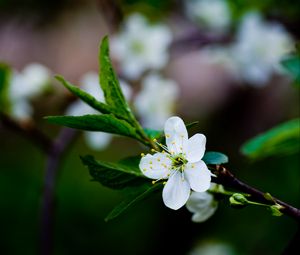 Preview wallpaper flower, grass, blooming, spring