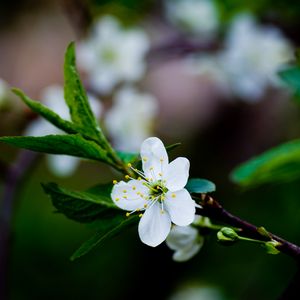 Preview wallpaper flower, grass, blooming, spring