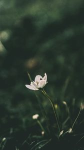 Preview wallpaper flower, grass, blur