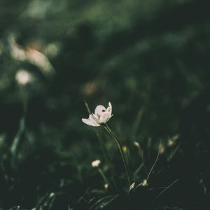 Preview wallpaper flower, grass, blur