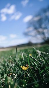 Preview wallpaper flower, grass, blur, sky