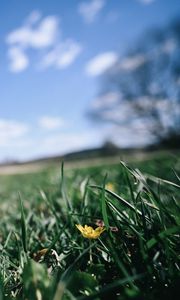 Preview wallpaper flower, grass, blur, sky