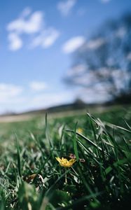 Preview wallpaper flower, grass, blur, sky