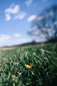 Preview wallpaper flower, grass, blur, sky