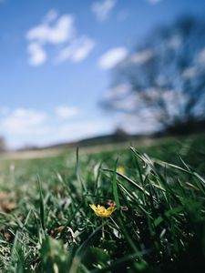 Preview wallpaper flower, grass, blur, sky