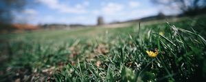 Preview wallpaper flower, grass, blur, sky