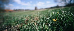 Preview wallpaper flower, grass, blur, sky