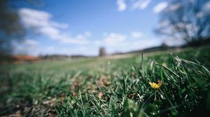 Preview wallpaper flower, grass, blur, sky