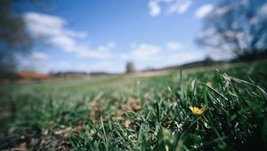 Preview wallpaper flower, grass, blur, sky