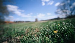 Preview wallpaper flower, grass, blur, sky