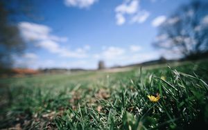 Preview wallpaper flower, grass, blur, sky