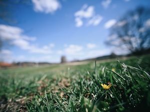 Preview wallpaper flower, grass, blur, sky